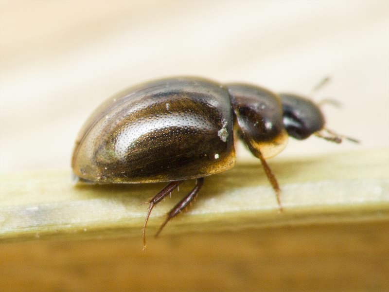 Anacaena limbata (Fabricius, 1792)